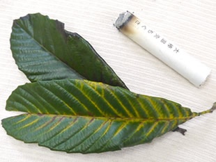 びわの葉温灸