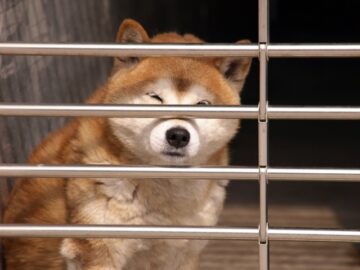 オリの中の犬